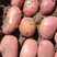 精品红皮土豆:雪川红大丰8号川引2号希森6号v7沃土5号