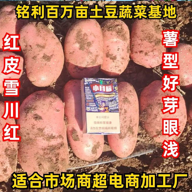 精品红皮土豆:雪川红大丰8号川引2号希森6号v7沃土5号