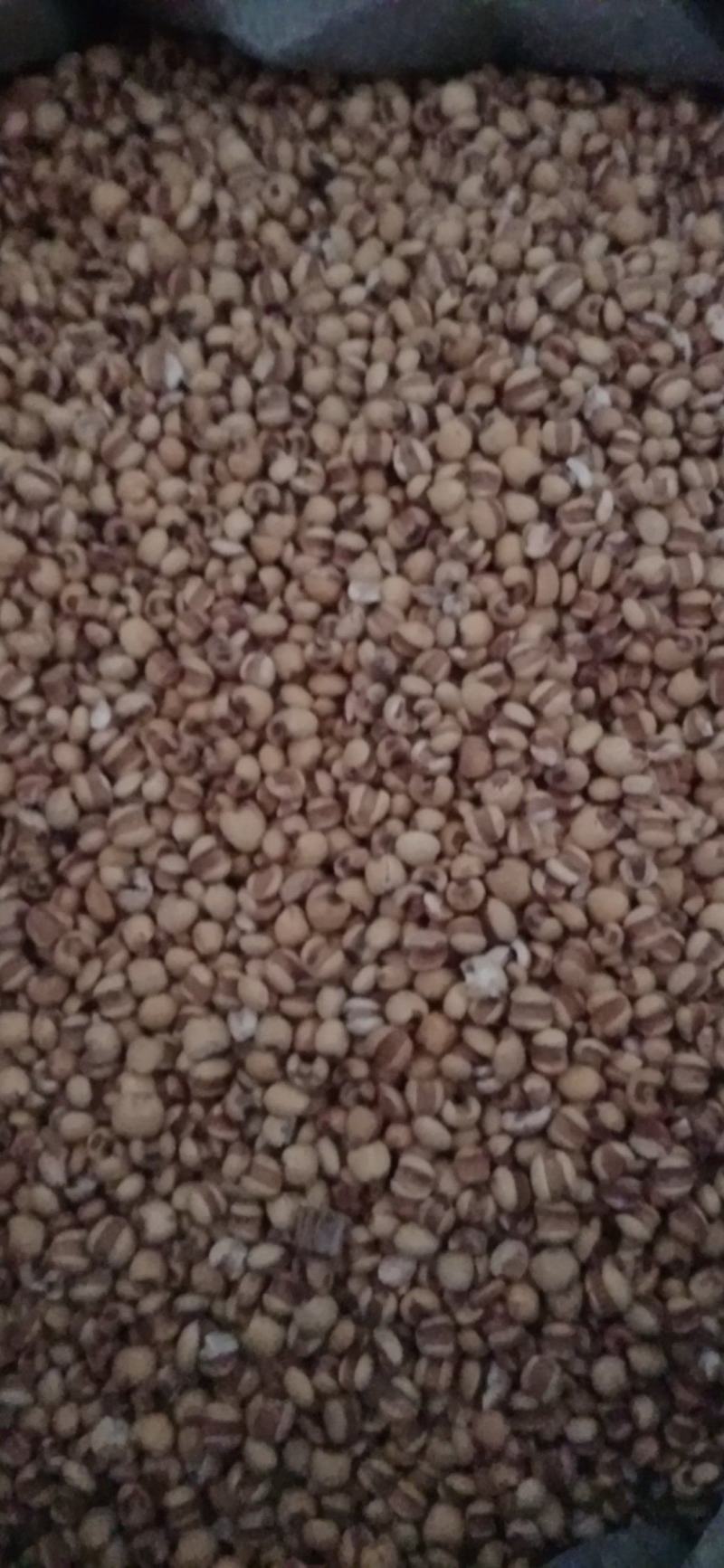 【薏苡仁】玉米仁药食两用.中药材批发.质量保证规格齐全.
