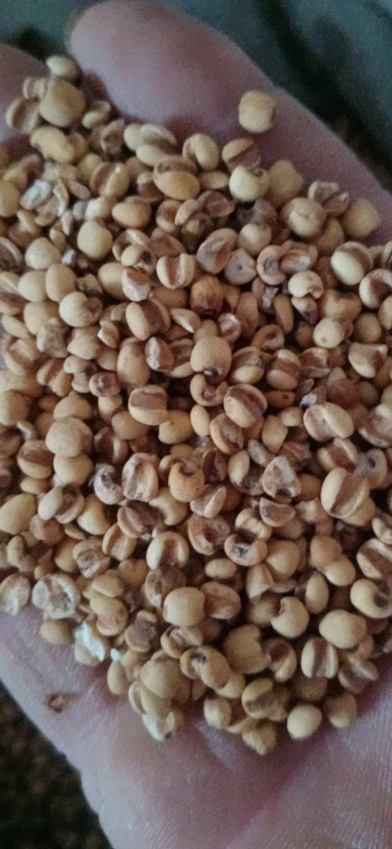 【薏苡仁】玉米仁药食两用.中药材批发.质量保证规格齐全.