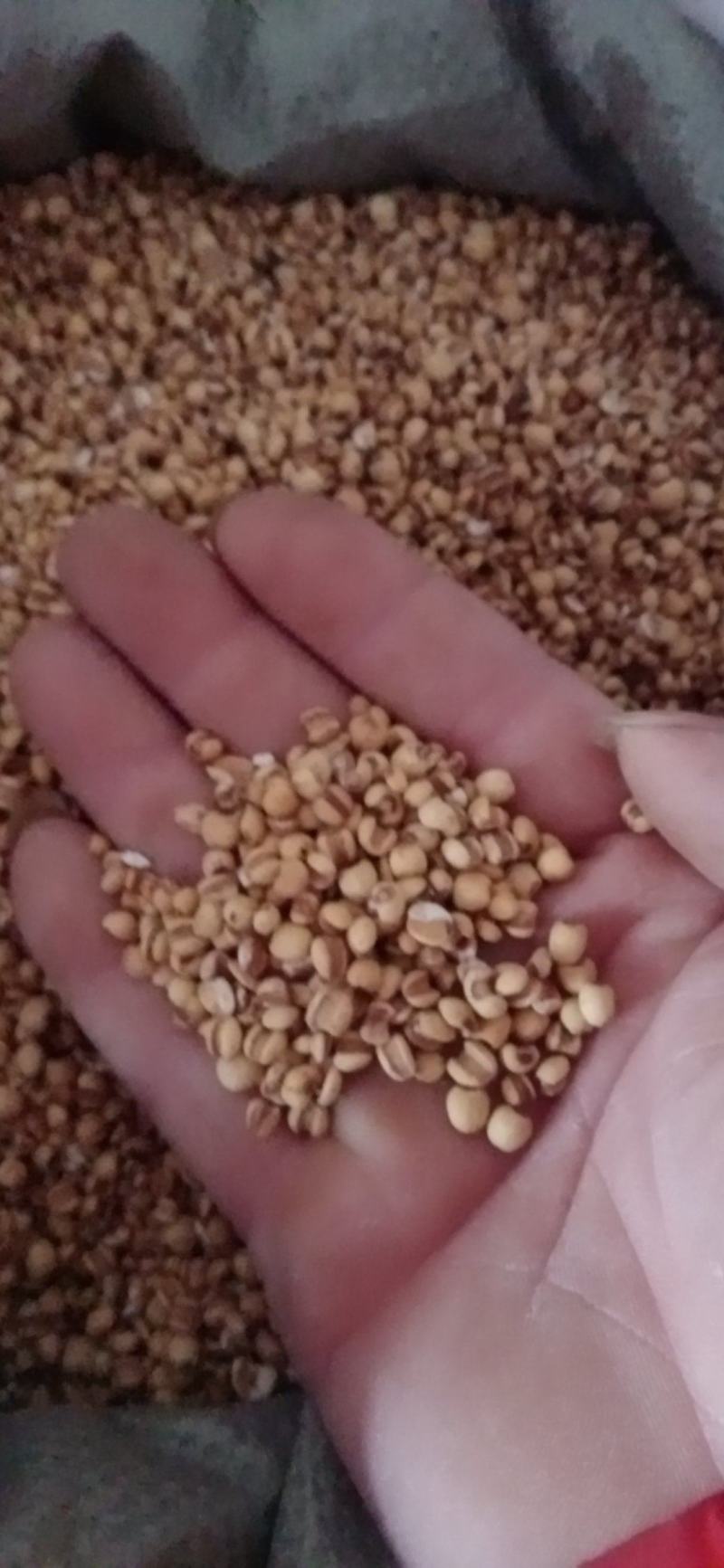 【薏苡仁】玉米仁药食两用.中药材批发.质量保证规格齐全.