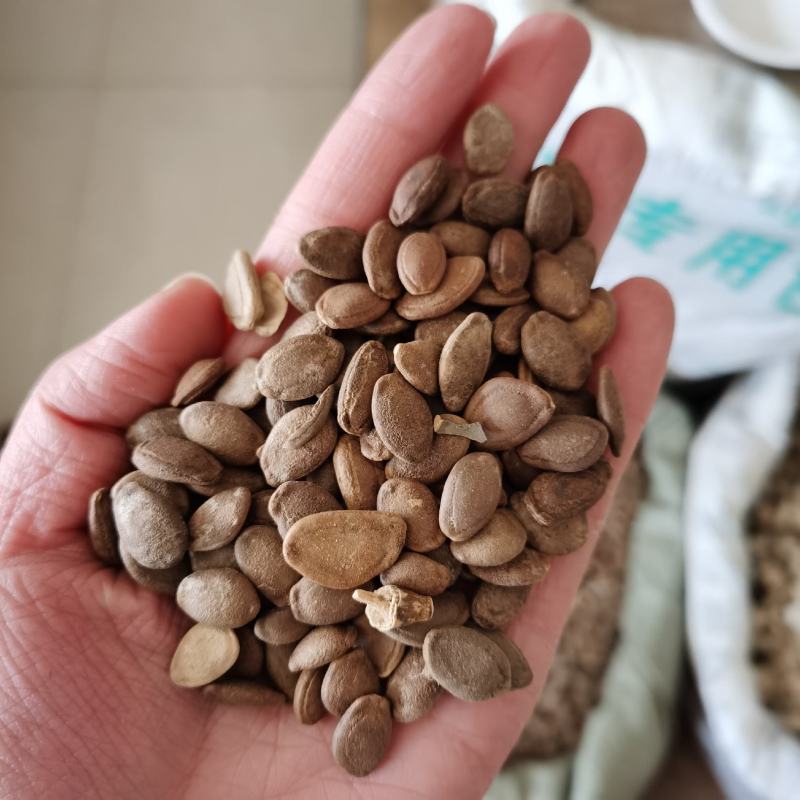 瓜蒌籽中药材生瓜蒌子永发药业专注正宗中药材手机实物拍摄