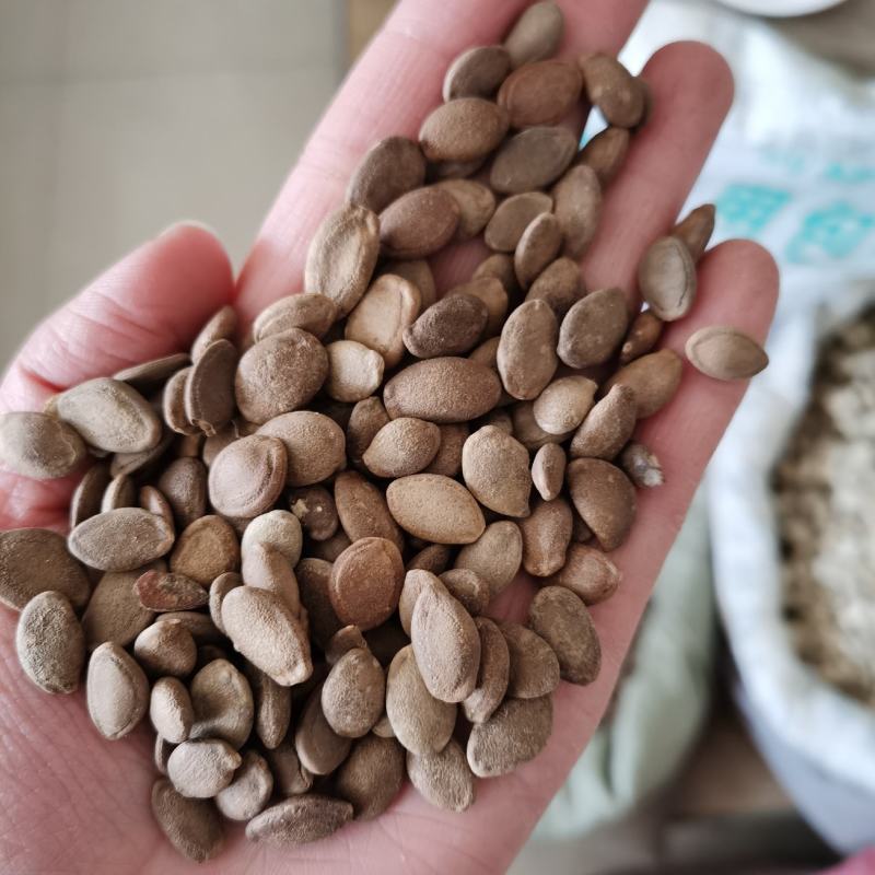 瓜蒌籽中药材生瓜蒌子永发药业专注正宗中药材手机实物拍摄