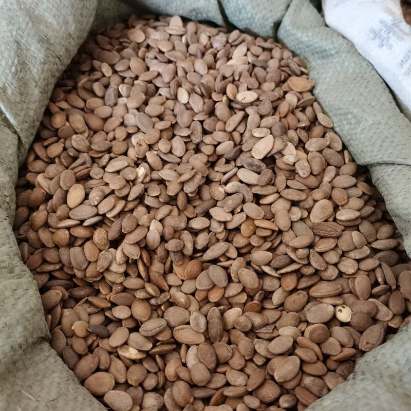 瓜蒌籽中药材生瓜蒌子永发药业专注正宗中药材手机实物拍摄