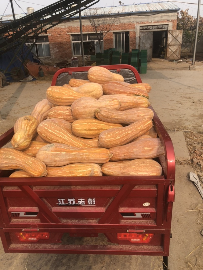 金韩蜜本南瓜Jz全黄南瓜全粉老南瓜加工厂南瓜食堂南瓜