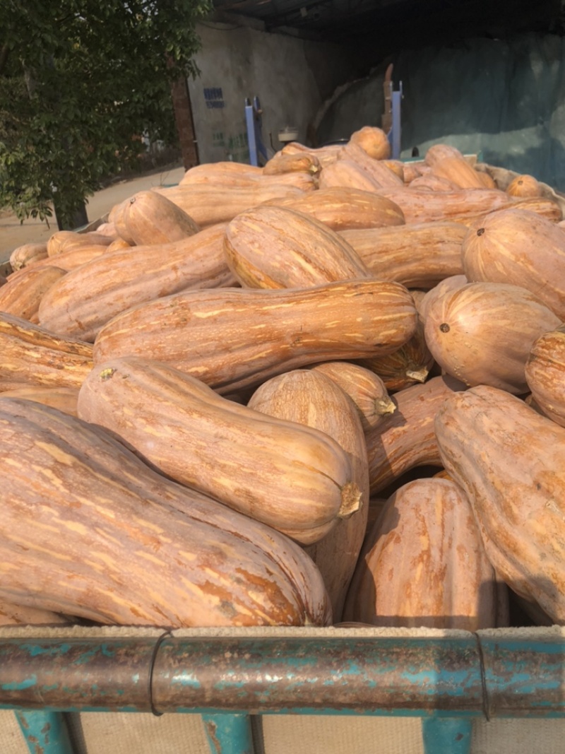 金韩蜜本南瓜Jz全黄南瓜全粉老南瓜加工厂南瓜食堂南瓜