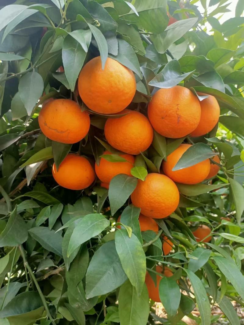 沃柑，吃味咪甜，果面光滑，颜色好看，不干水无冻伤整车代发