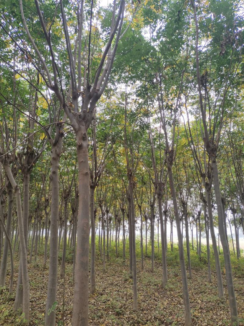一、栾树的形状是怎样的？1、形态特征：栾树是无患子科