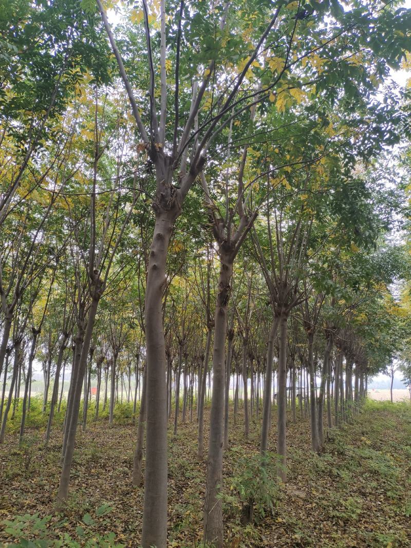 一、栾树的形状是怎样的？1、形态特征：栾树是无患子科