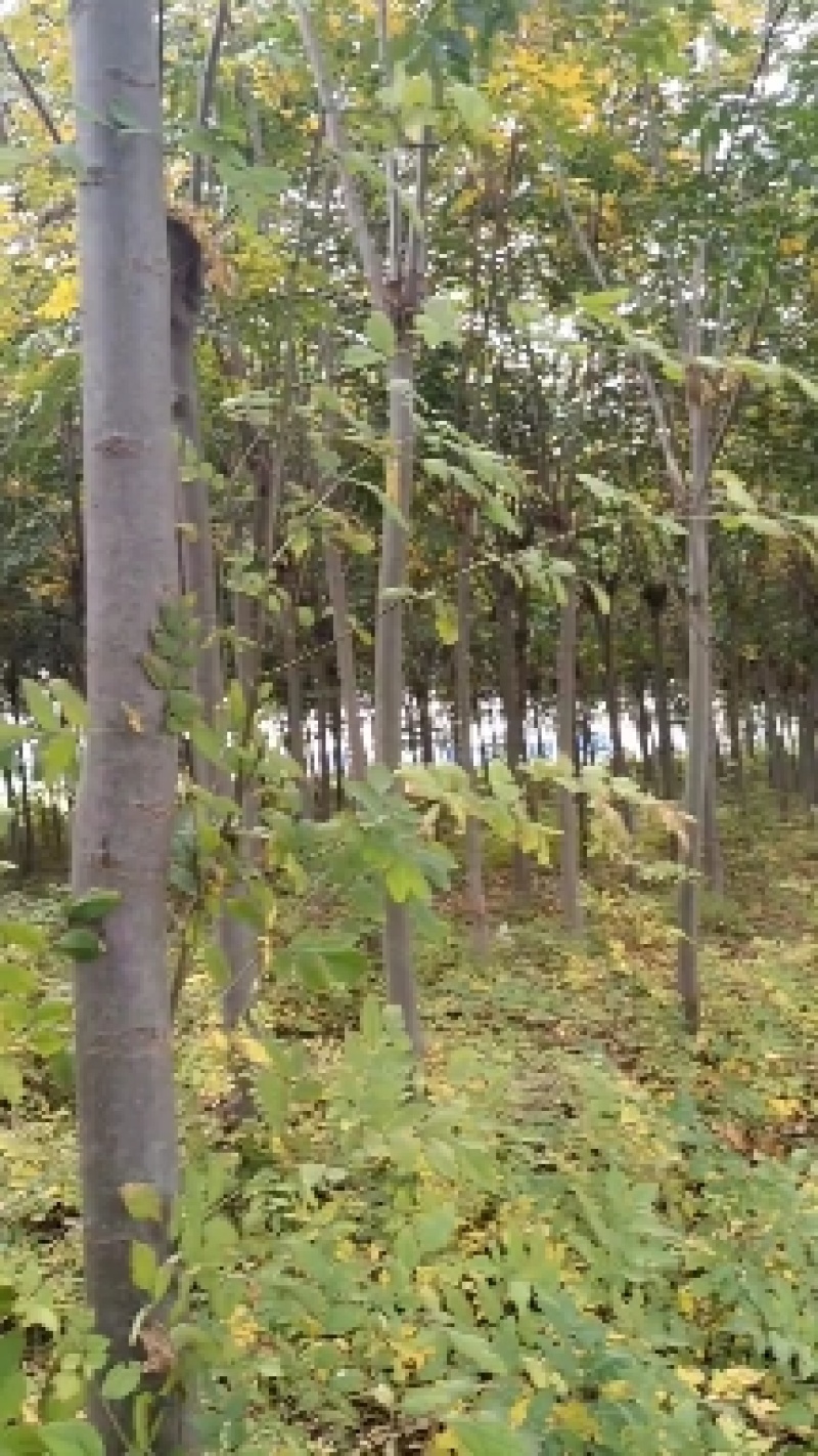 一、栾树的形状是怎样的？1、形态特征：栾树是无患子科
