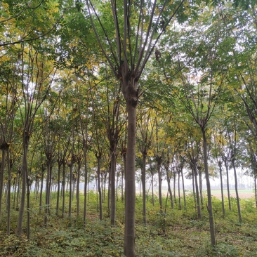 一、栾树的形状是怎样的?1、形态特征:栾树是无患子科