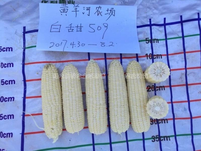 冰糖爆浆牛奶玉米种子超甜水果玉米种子皮薄无渣奶糖玉米种子