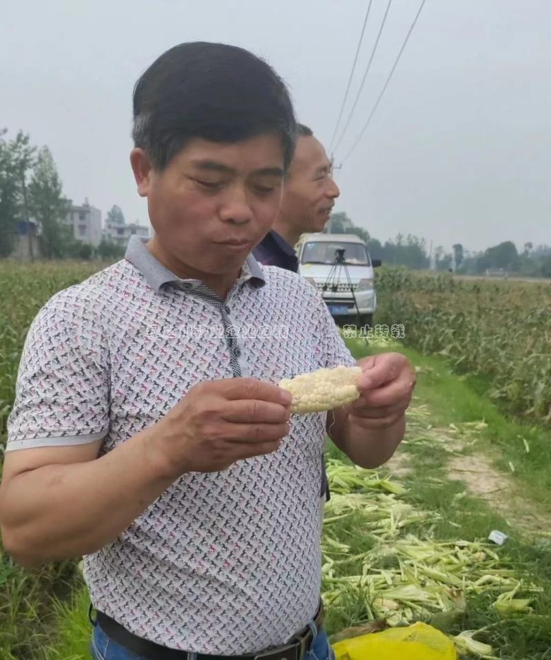 冰糖爆浆牛奶玉米种子超甜水果玉米种子皮薄无渣奶糖玉米种子