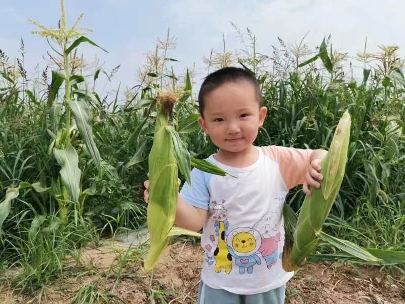 冰糖爆浆牛奶玉米种子超甜水果玉米种子皮薄无渣奶糖玉米种子