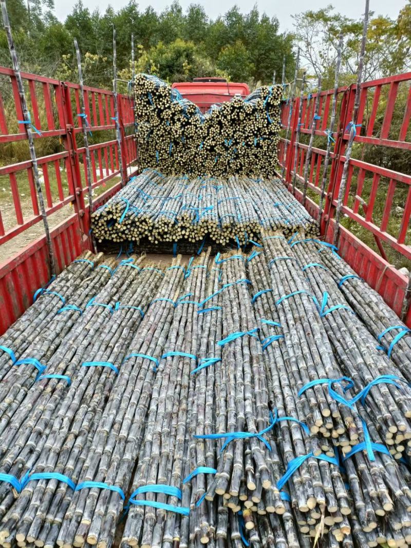 清远，惠州，增城史上***，三毛一脚踢，便宜