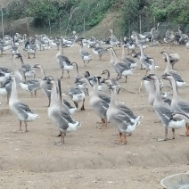 老水阳江杂，9-12斤，480左右，便宜出，带价来谈