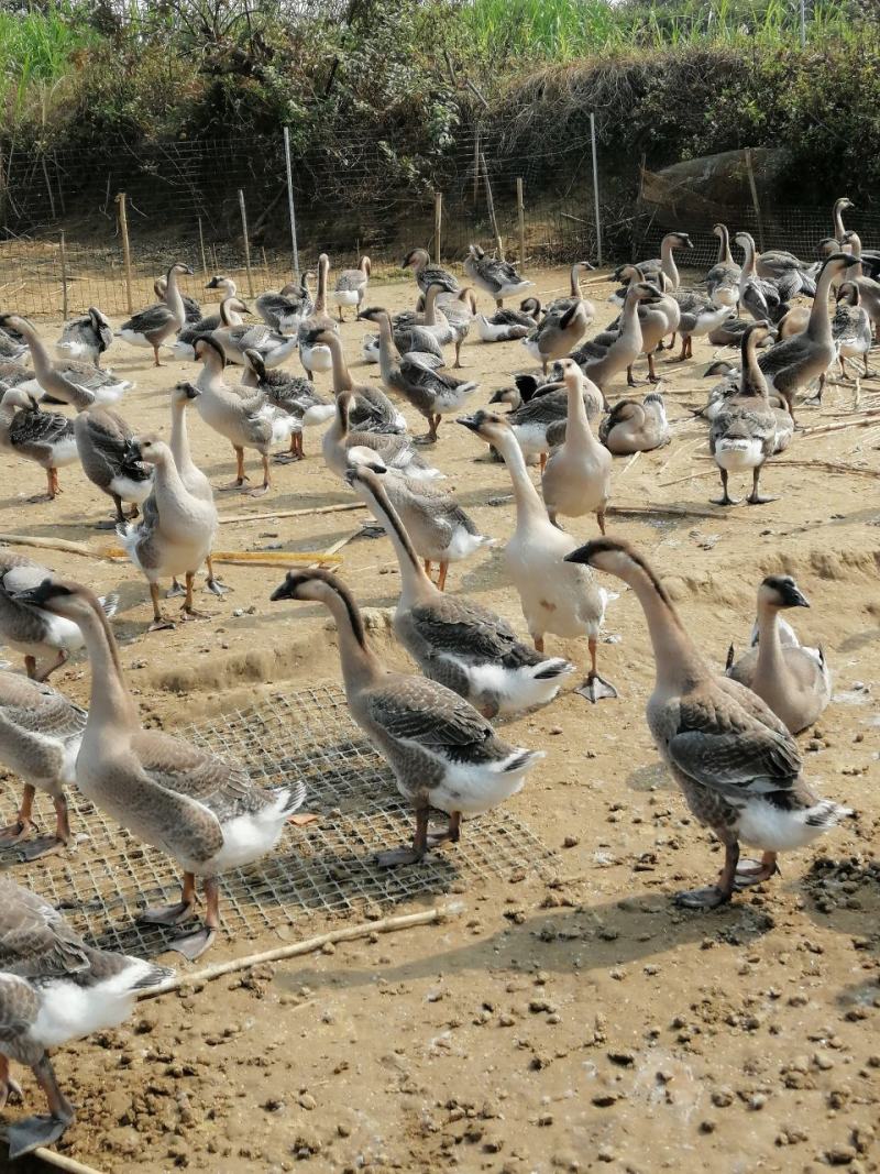 老水阳江杂，9-12斤，480左右，便宜出，带价来谈