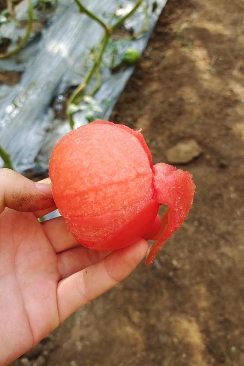 毛粉西红柿小果