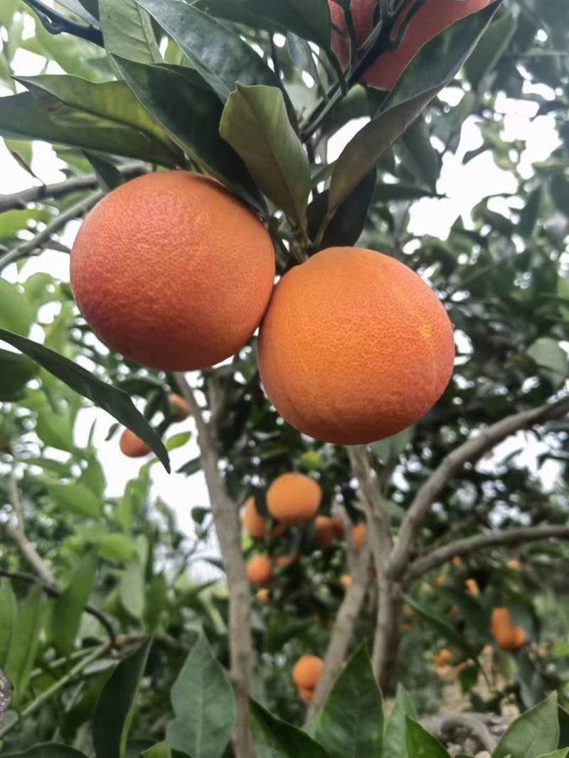 万州玫瑰香橙超市电商果一件代发基地直供大量有货