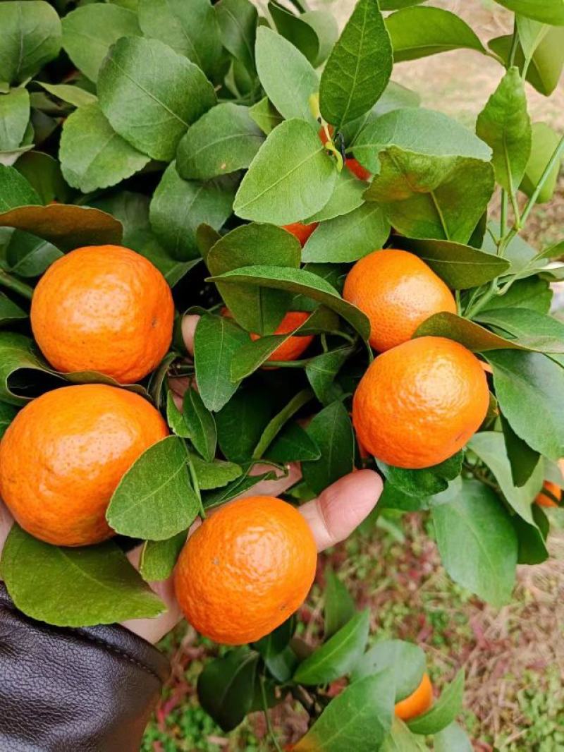 江永优质沙糖桔大量上市，口感好，含糖量高，皮簿多计水份足