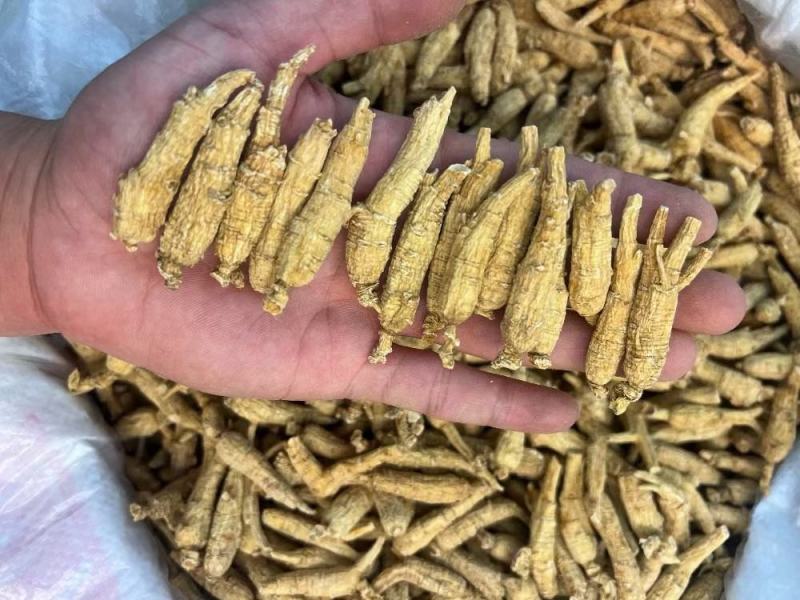 加拿大原枞西洋参，顺枞，广州实体批发，规格价格请看详情页