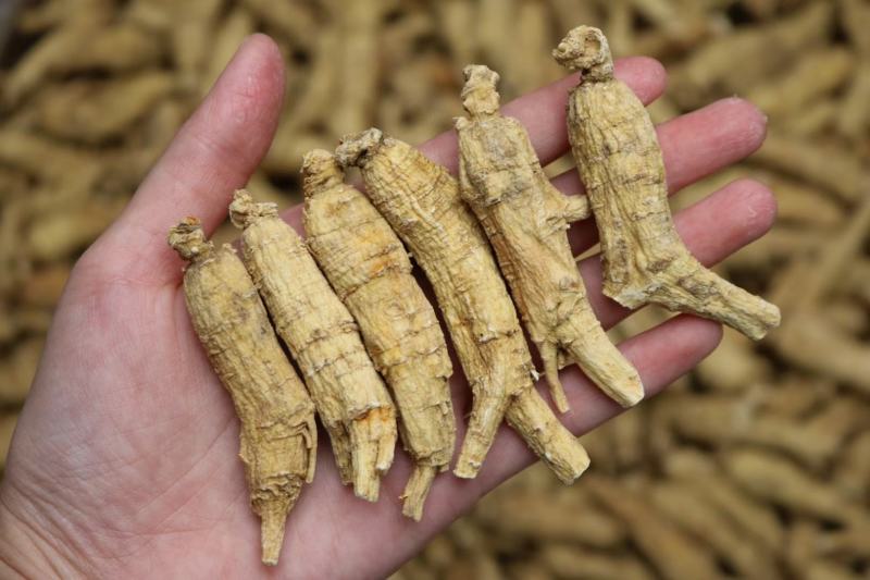 加拿大原枞西洋参，顺枞，广州实体批发，规格价格请看详情页