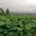 抱子藕种藕