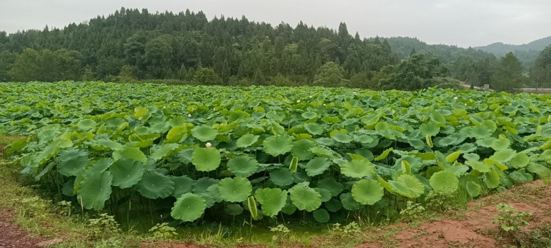 抱子藕种藕