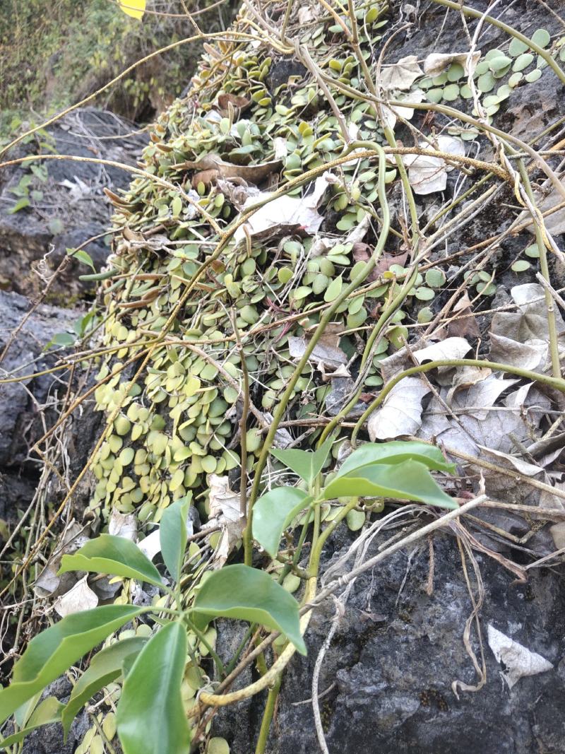 抱石莲