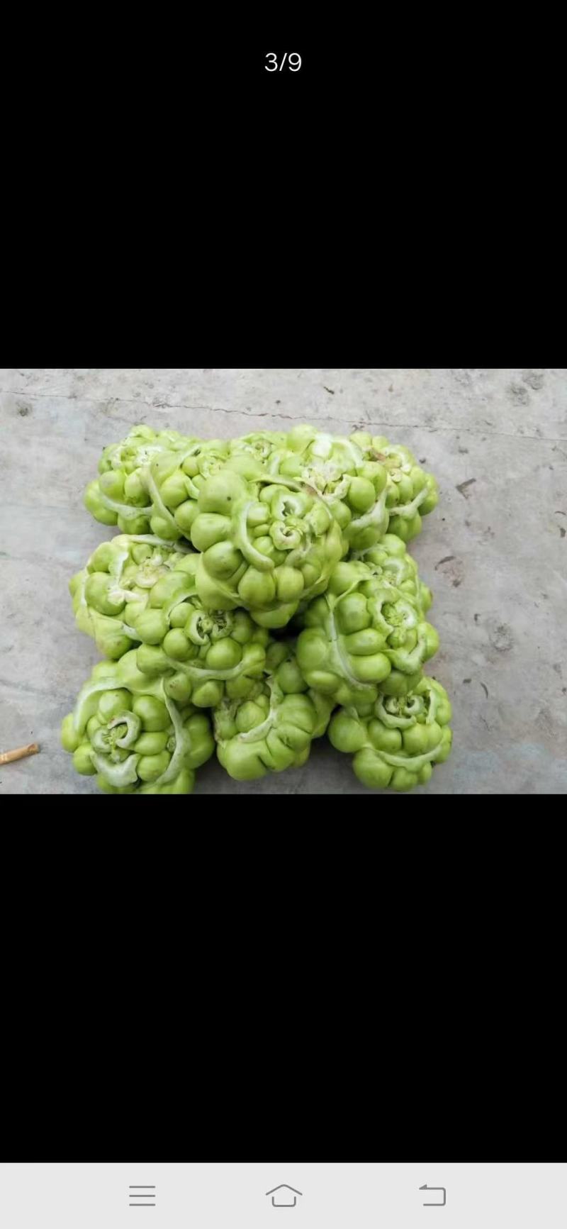 榨菜