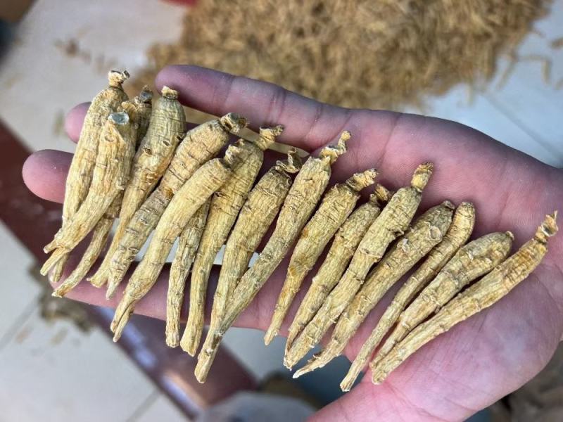 加拿大尖尾西洋参，规格齐全，广州实体批发大货联系报价