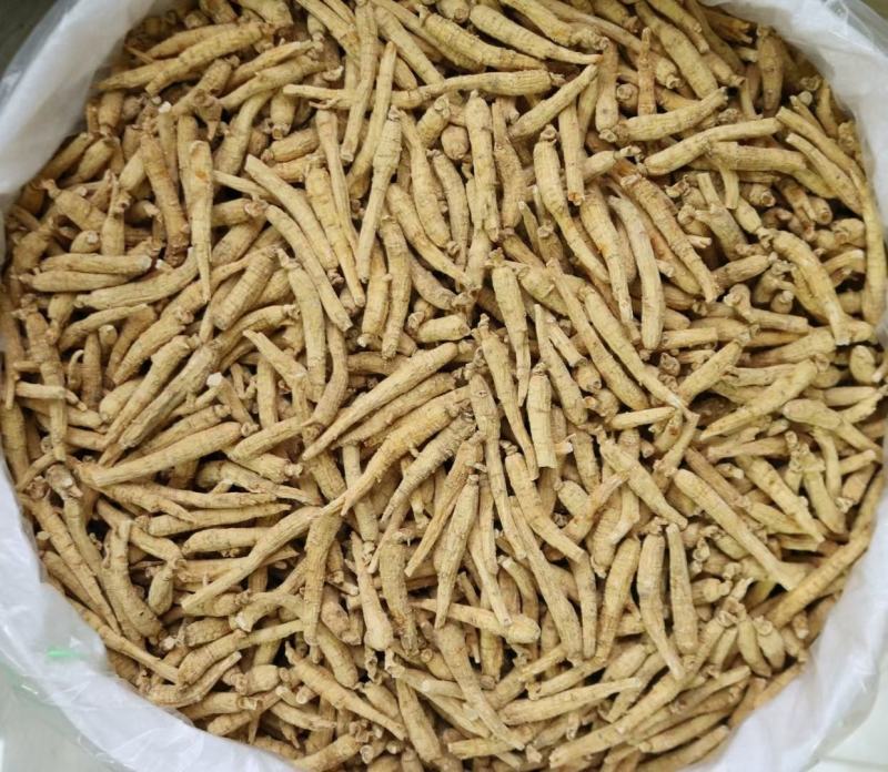 加拿大尖尾西洋参，规格齐全，广州实体批发大货联系报价