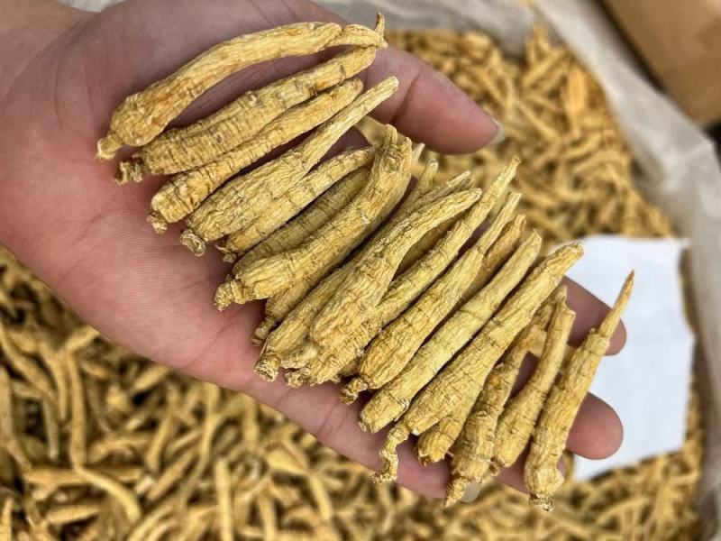 加拿大尖尾西洋参，规格齐全，广州实体批发大货联系报价
