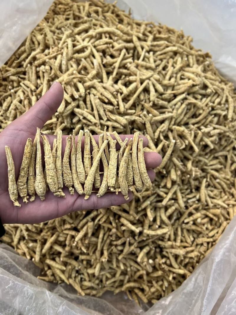 加拿大尖尾西洋参，规格齐全，广州实体批发大货联系报价