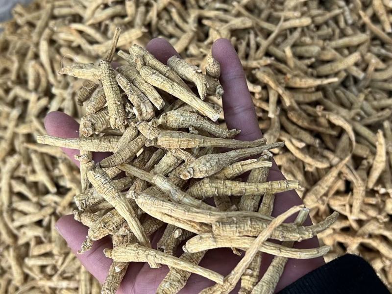 加拿大尖尾西洋参，规格齐全，广州实体批发大货联系报价