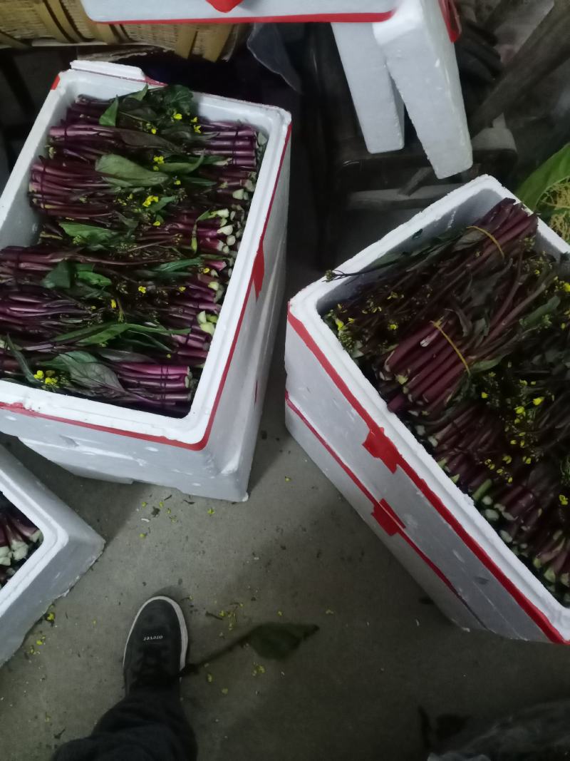 湖北特产精品红菜苔