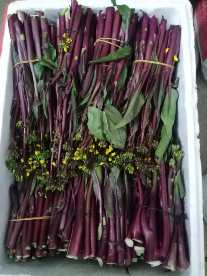 湖北特产精品红菜苔