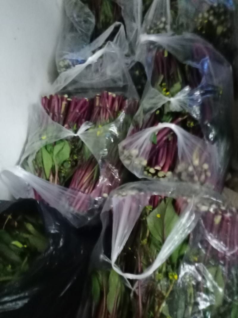 湖北特产精品红菜苔