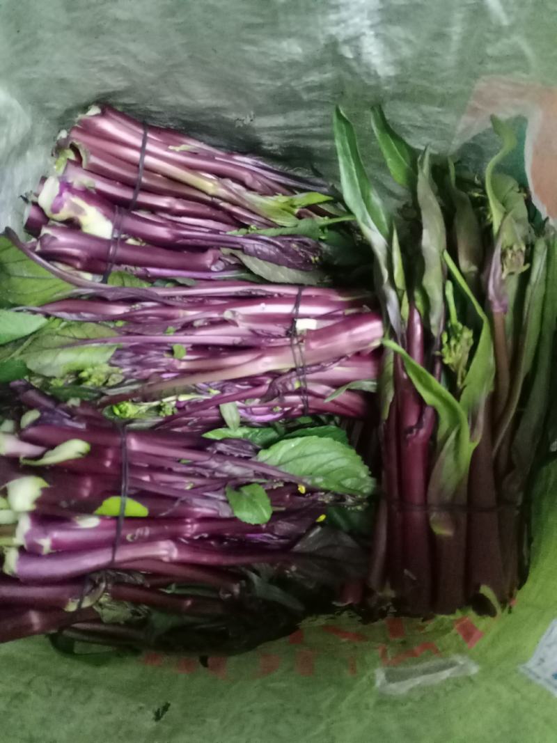 湖北特产精品红菜苔