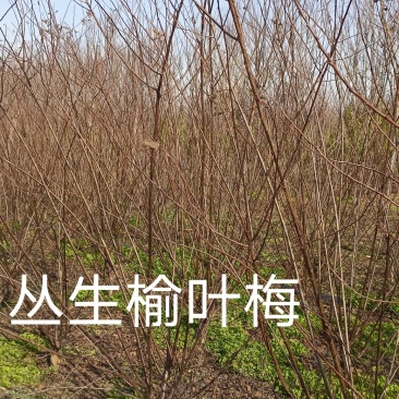 丛生榆叶梅