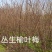 丛生榆叶梅