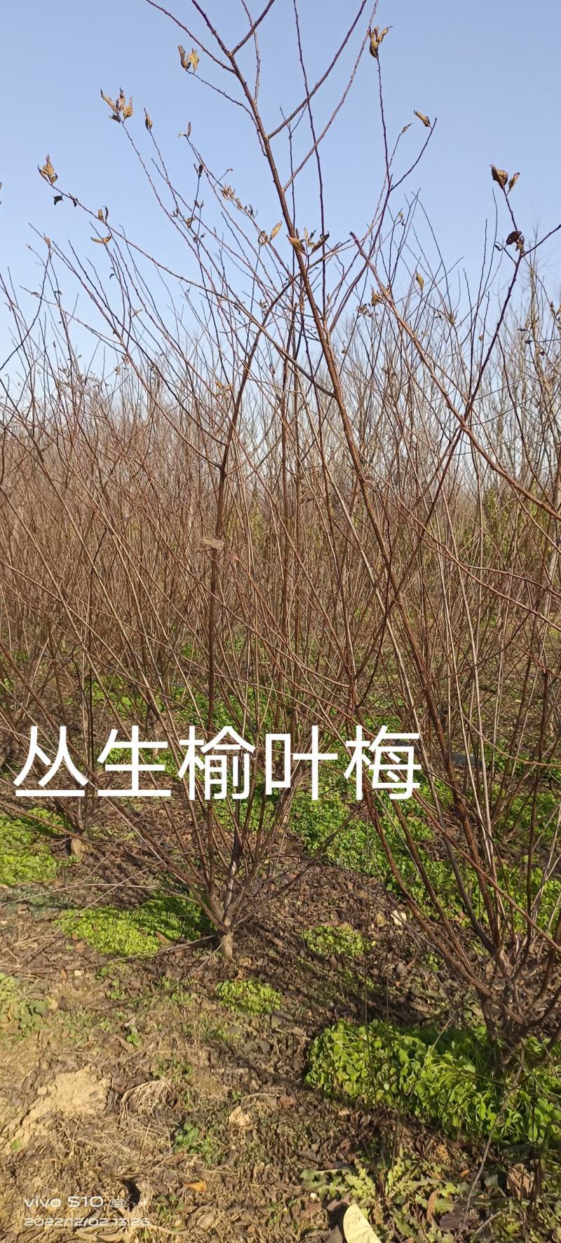 丛生榆叶梅