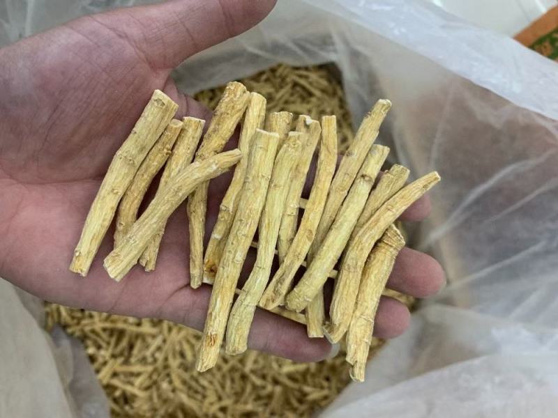 加拿大西洋参节，参脚，广州实体批发规格价格请看详情页