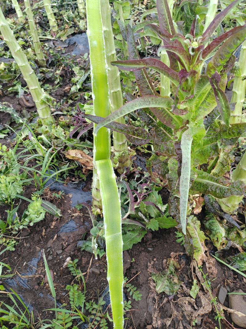 大量毛货，光杆有货！需要的联系