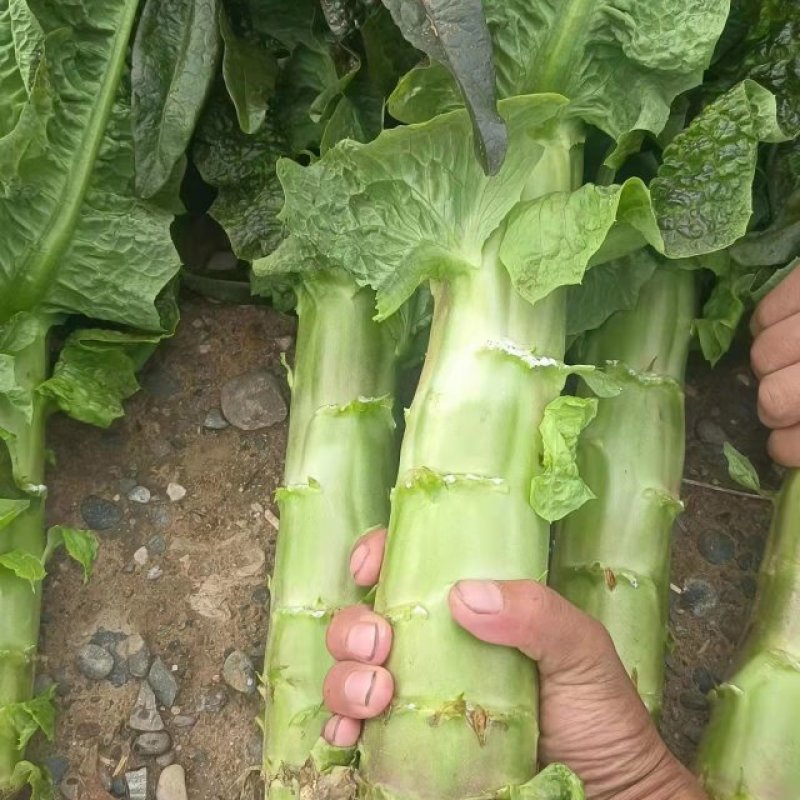 大量毛货，光杆有货！需要的联系