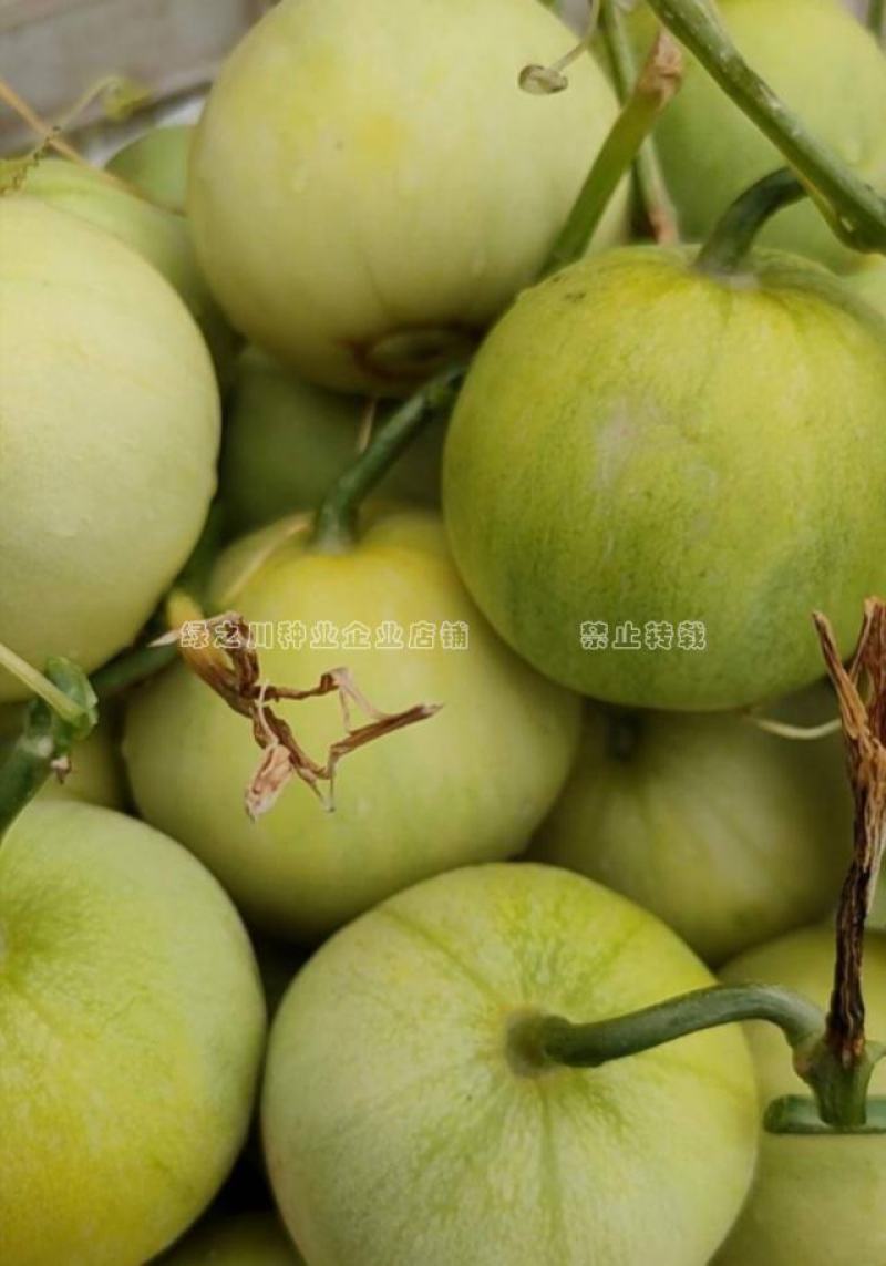 香甜蜜7号甜宝甜瓜种子超甜甜蜜宝香瓜种籽薄皮瓜香味浓特甜