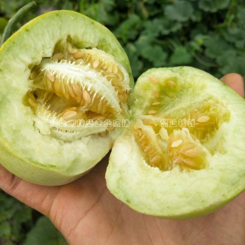香甜蜜7号甜宝甜瓜种子超甜甜蜜宝香瓜种籽薄皮瓜香味浓特甜