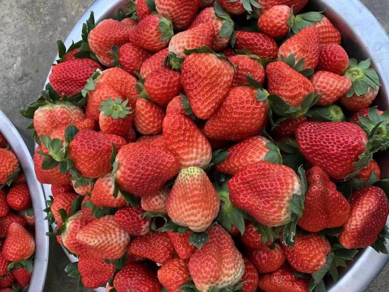 【包邮】【坏果包赔】新鲜草莓树上熟草莓牛奶草莓红颜草莓