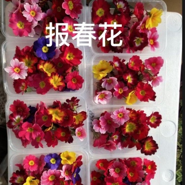 本基地常年供应酒店盘饰花草，经营品类多达五十余种，每天现
