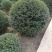 【水蜡球】浙江萧山绿化苗基地货源/规格多样/量大从优